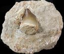 Mosasaur (Prognathodon) Tooth In Matrix #39510-1